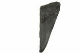 Partial Fossil Megalodon Tooth - South Carolina #332323-1